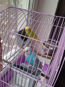 Волнистые попугайчики с клеткой