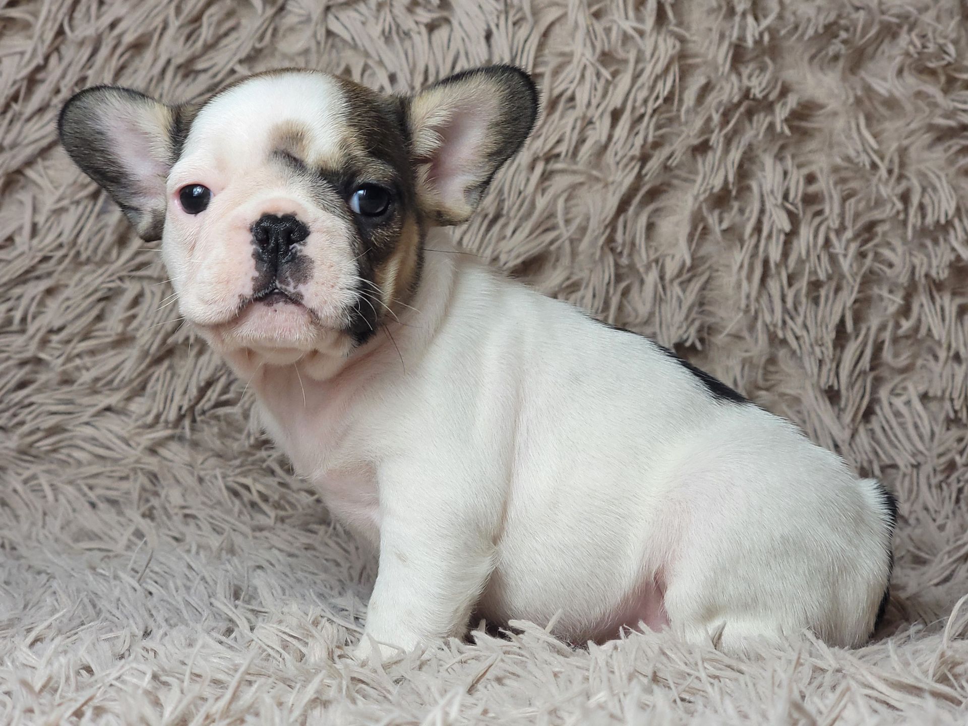 Французский бульдог девочка