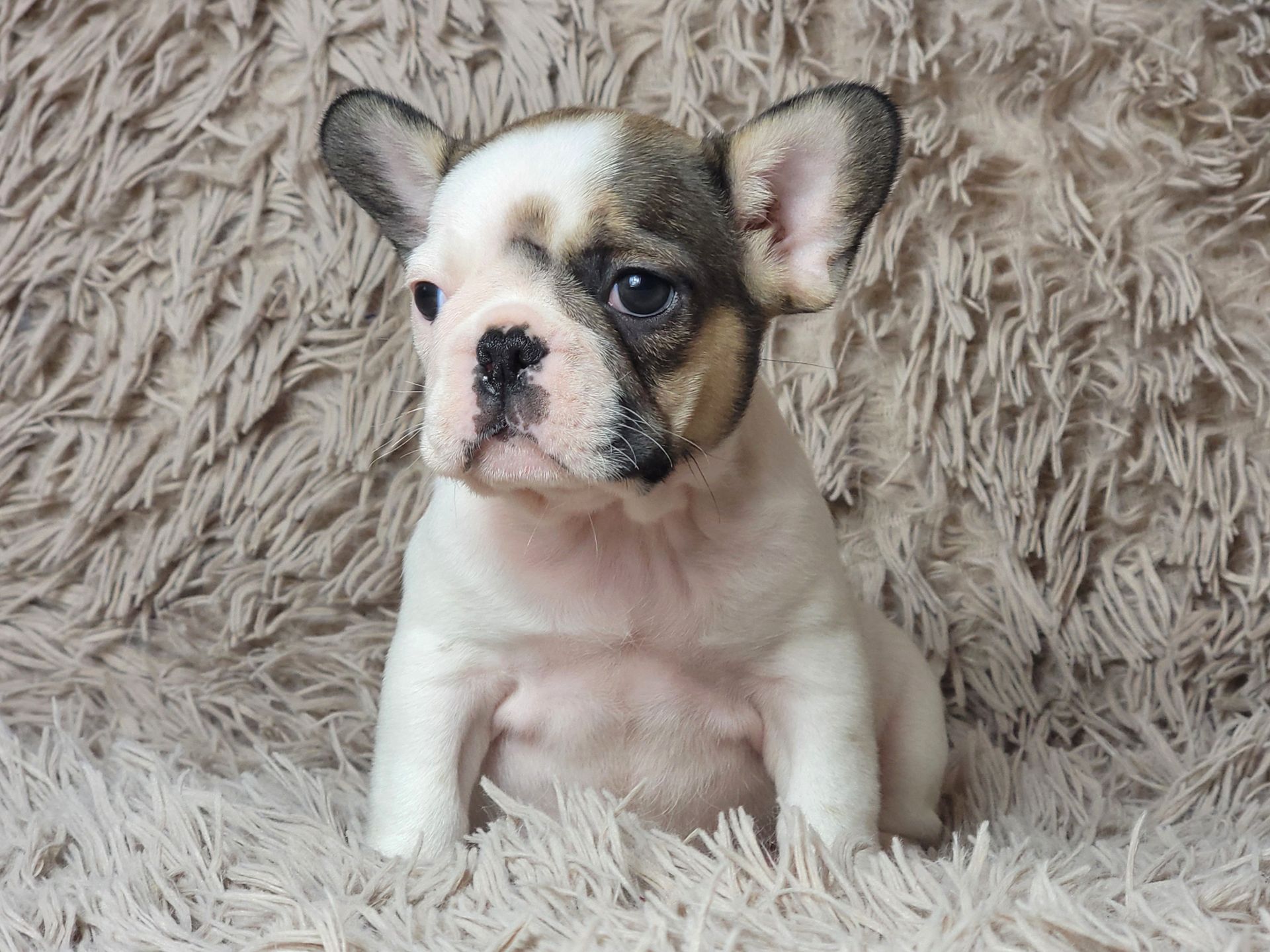 Французский бульдог девочка