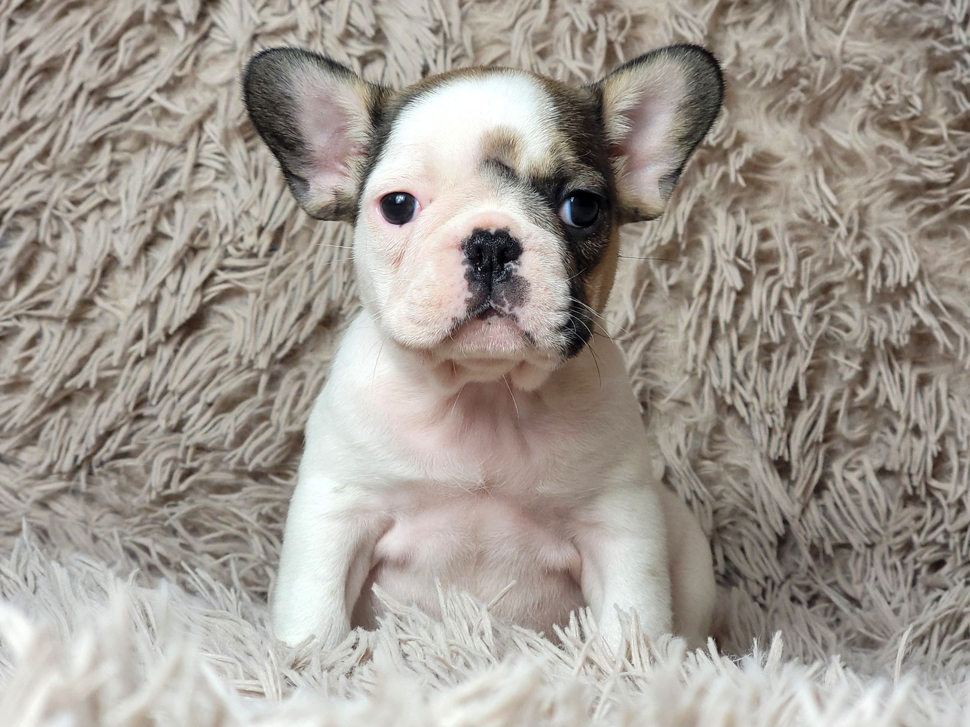 Французский бульдог девочка