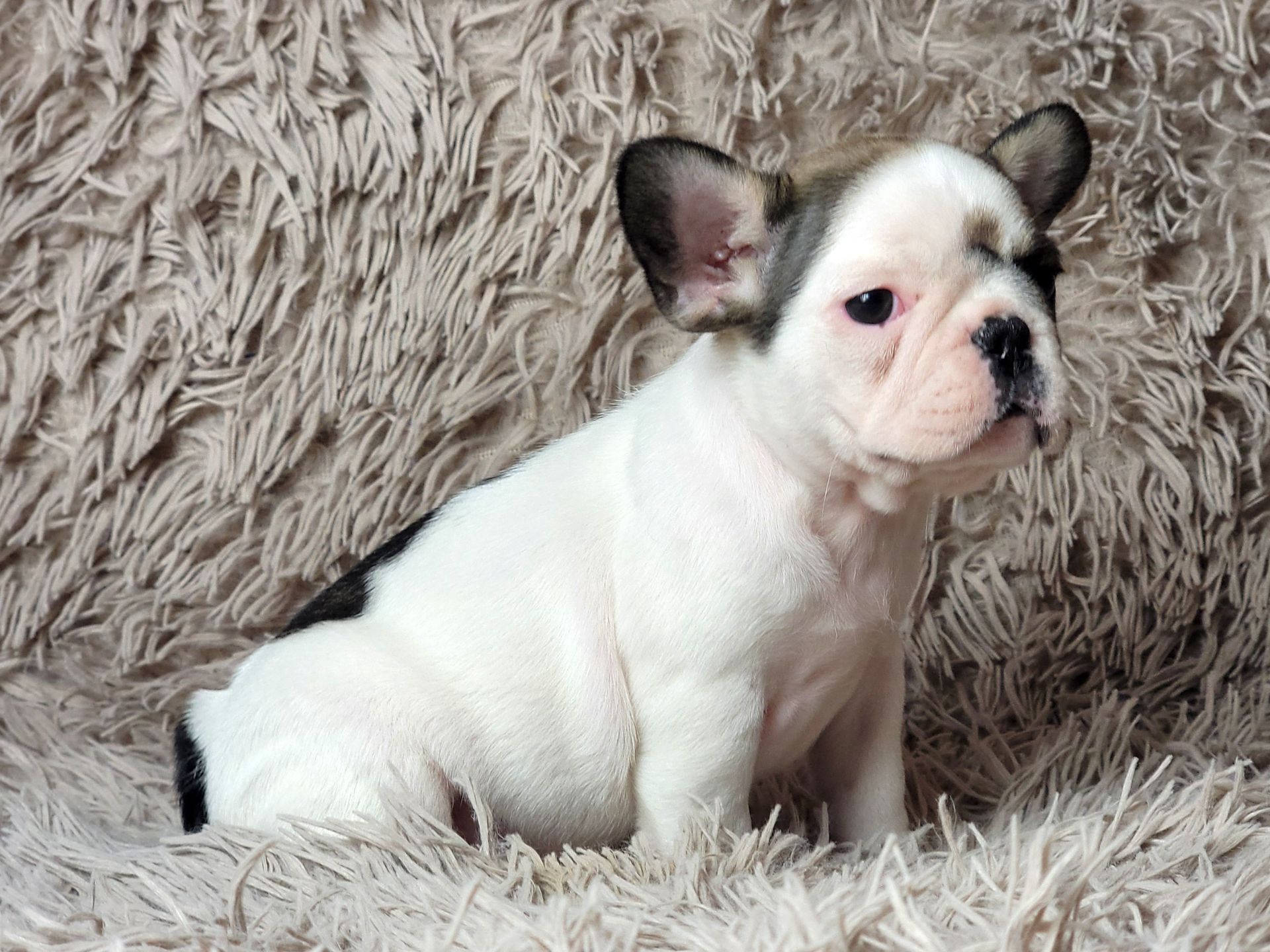 Французский бульдог девочка