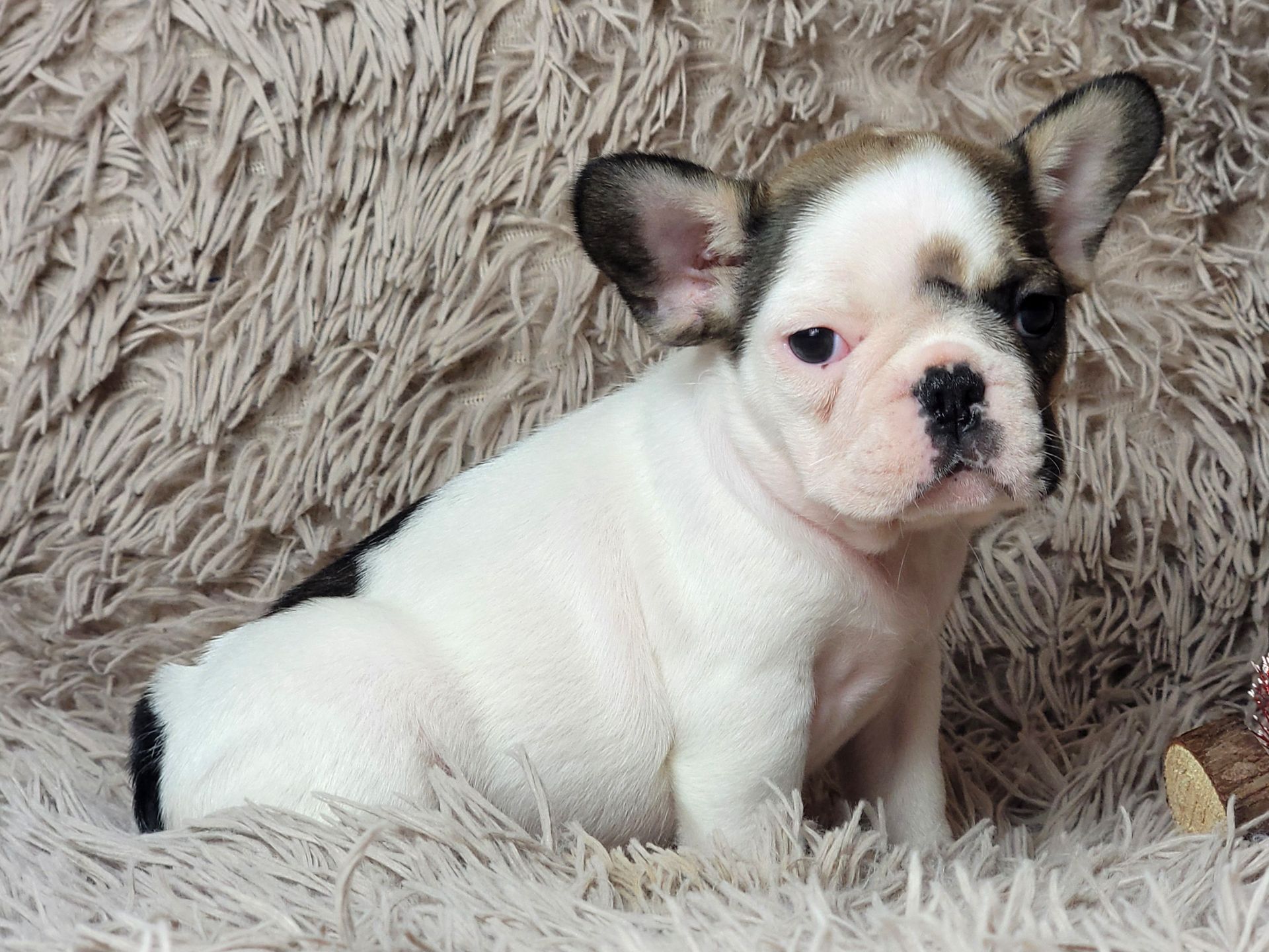 Французский бульдог девочка