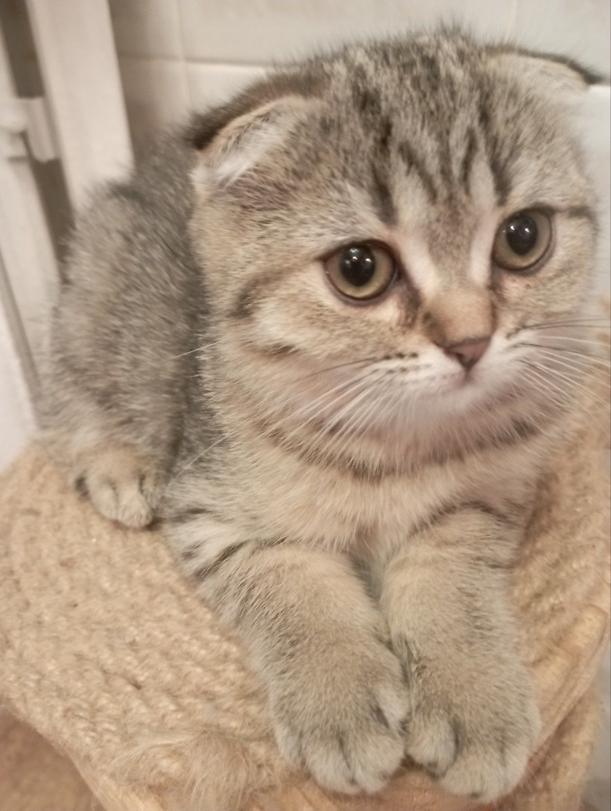 Моллі шотландська Віслоушка Красуня