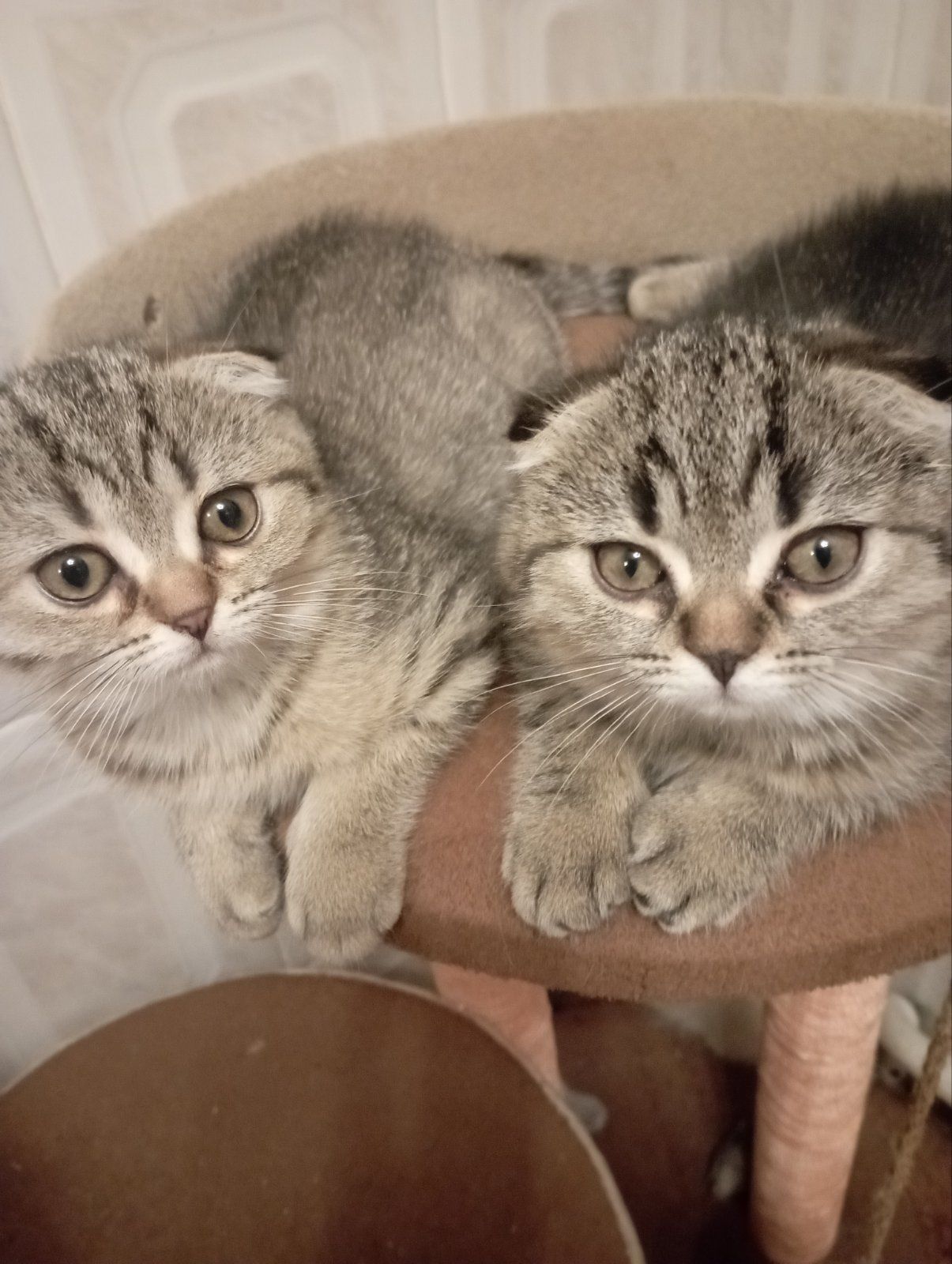 Моллі шотландська Віслоушка Красуня