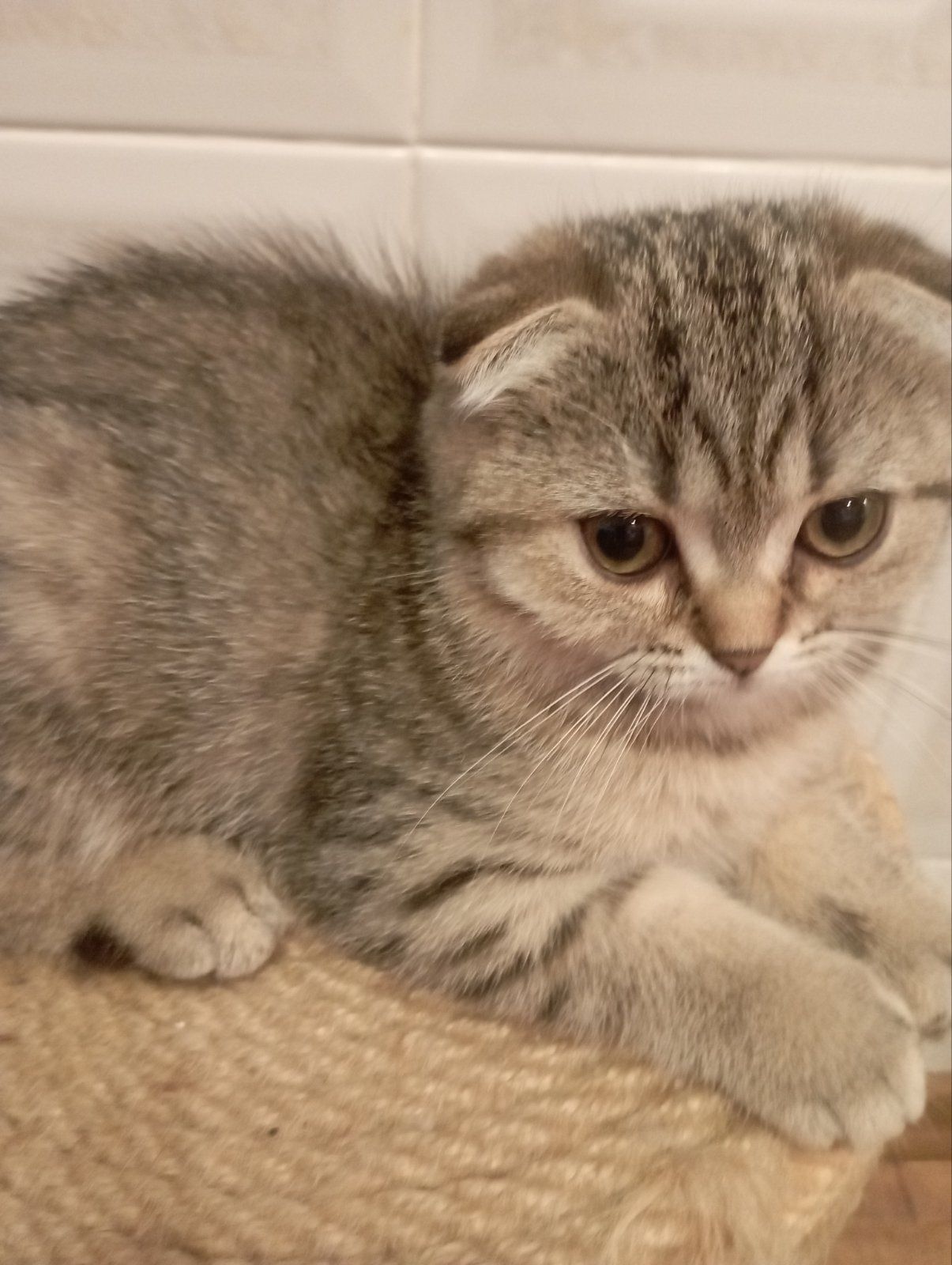 Моллі шотландська Віслоушка Красуня