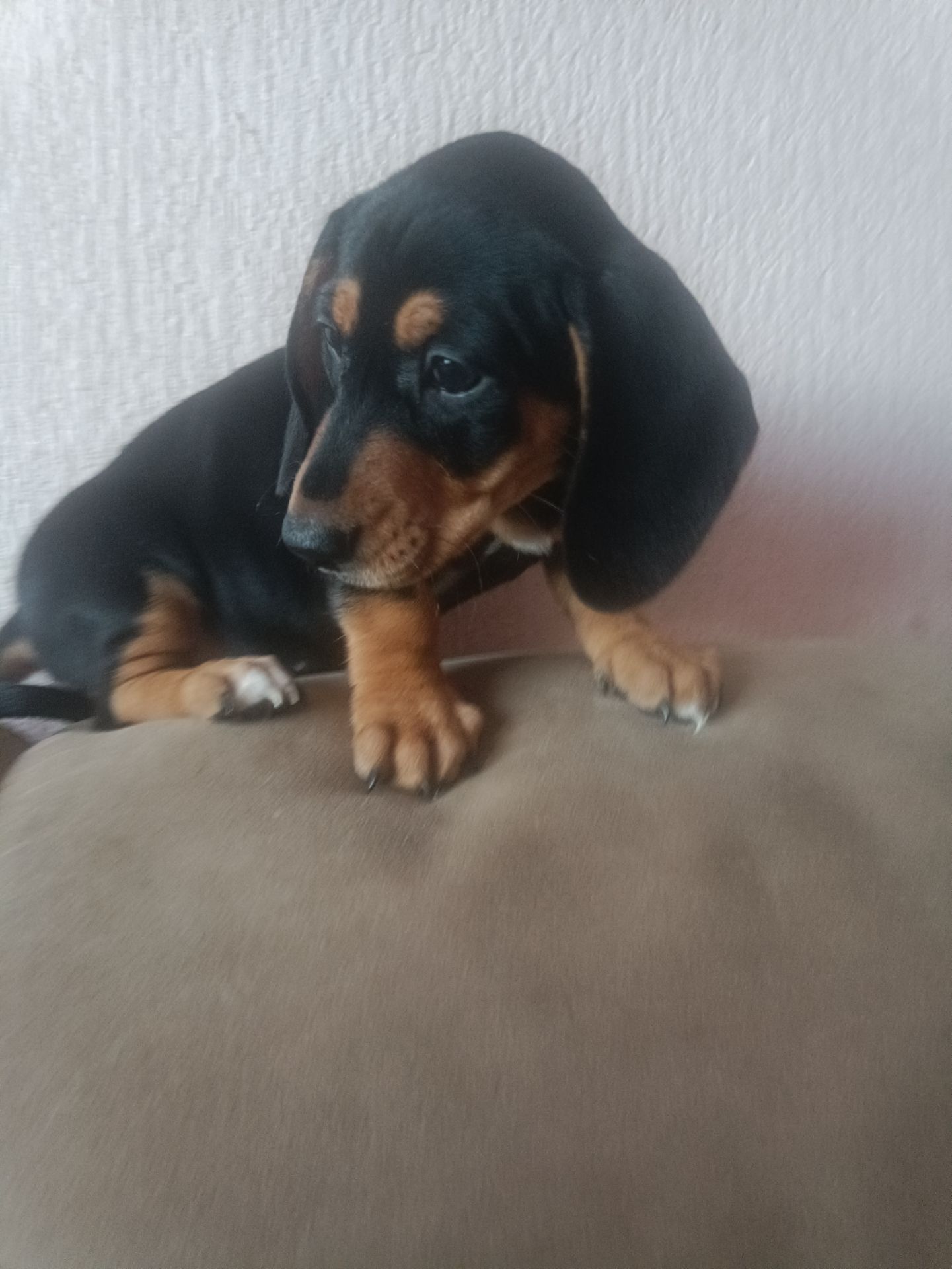 Щенки Таксы