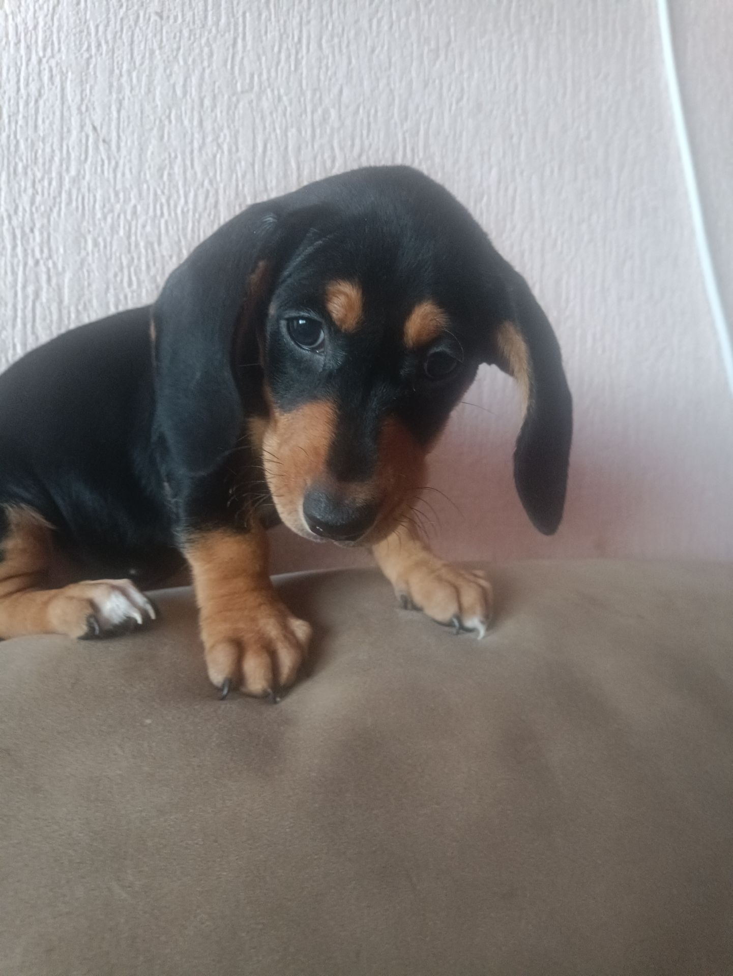 Щенки Таксы