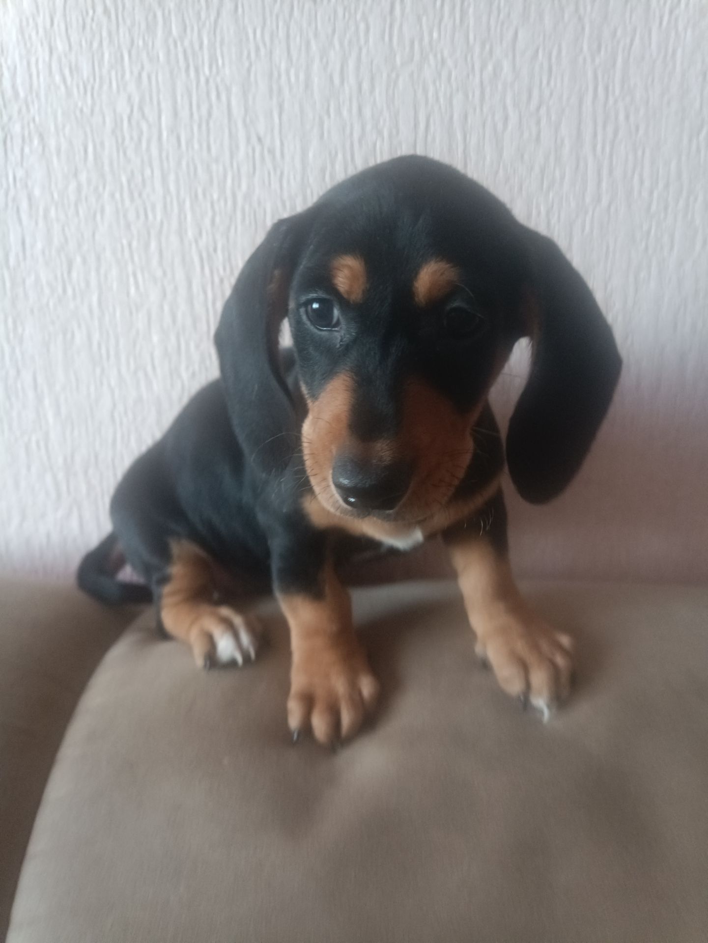 Щенки Таксы