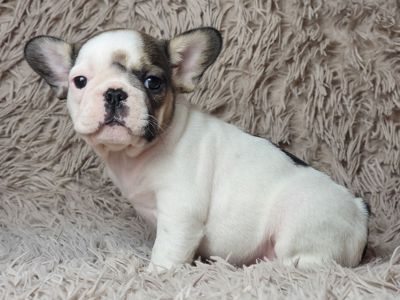 Французский бульдог девочка