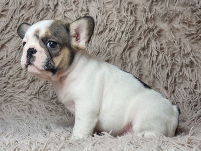 Французский бульдог девочка