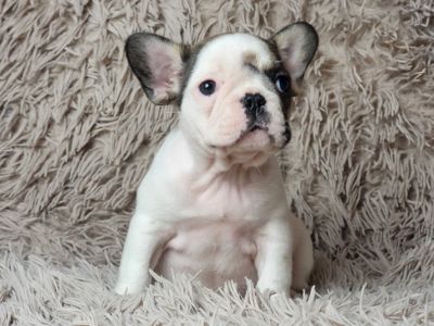 Французский бульдог девочка