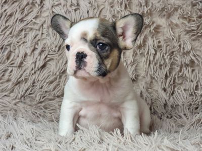 Французский бульдог девочка