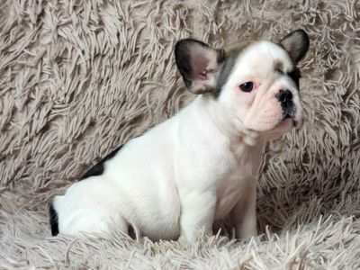 Французский бульдог девочка