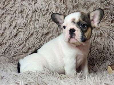 Французский бульдог девочка