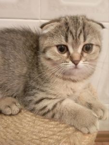 Моллі шотландська Віслоушка Красуня