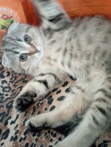 Моллі шотландська Віслоушка Красуня