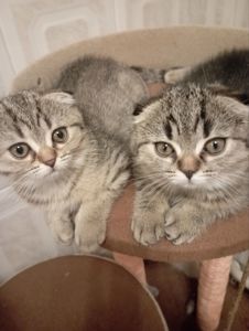 Моллі шотландська Віслоушка Красуня