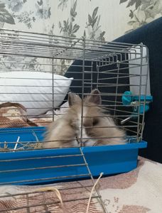 Декоративний кролик