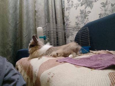 Декоративний кролик