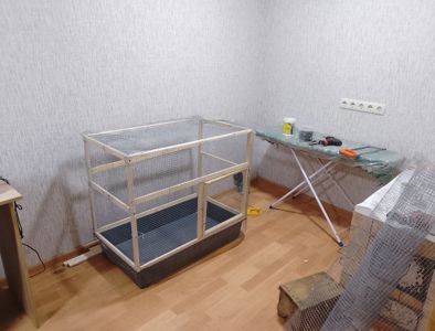 Декоративний кролик