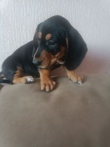 Щенки Таксы