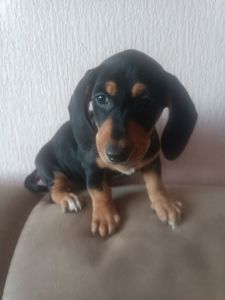 Щенки Таксы