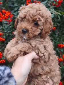 Мальчик мультипу