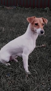 Цуценята Джек рассел тер'єр