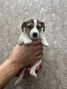 Цуценята Джек рассел тер'єр