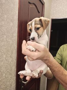 Цуценята Джек рассел тер'єр