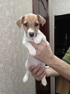 Цуценята Джек рассел тер'єр