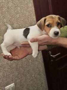 Цуценята Джек рассел тер'єр