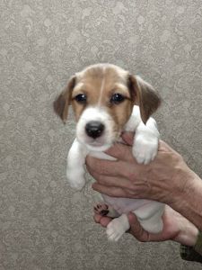 Цуценята Джек рассел тер'єр