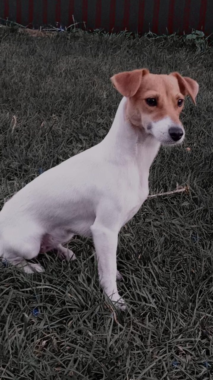 Цуценята Джек рассел тер'єр