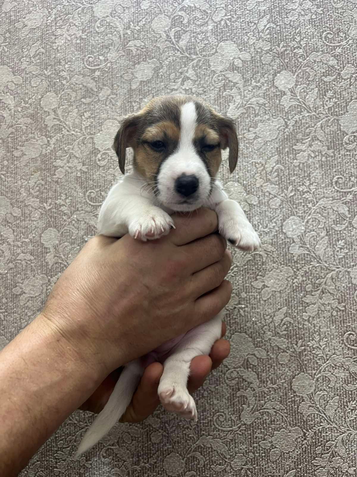 Цуценята Джек рассел тер'єр