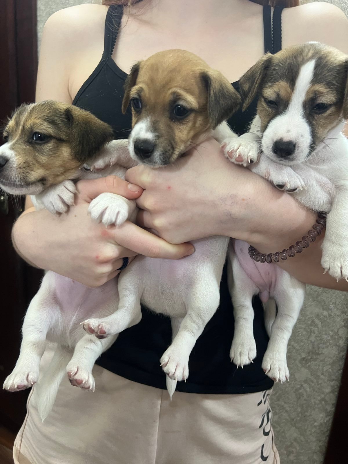 Цуценята Джек рассел тер'єр