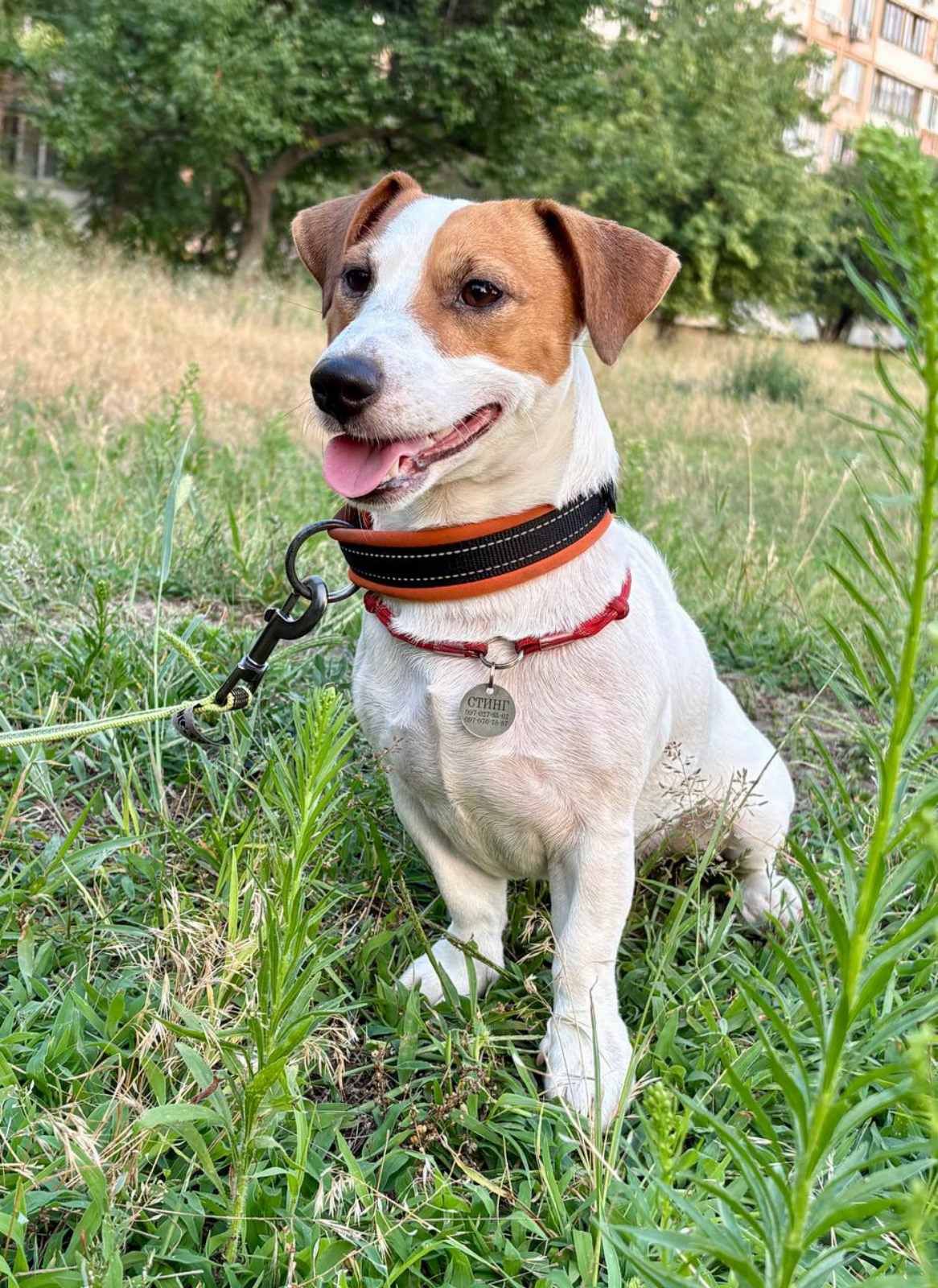 Цуценята Джек рассел тер'єр