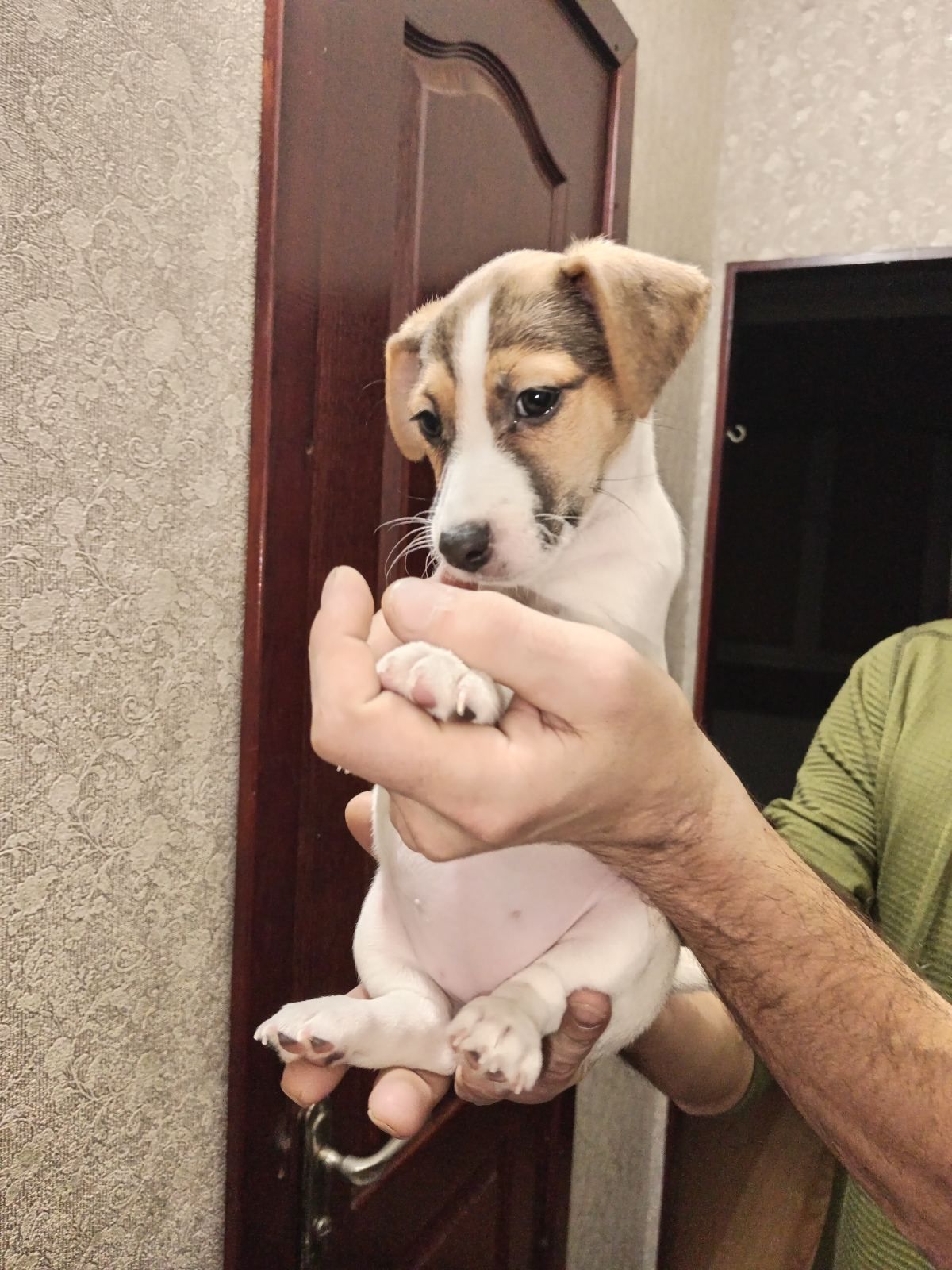 Цуценята Джек рассел тер'єр