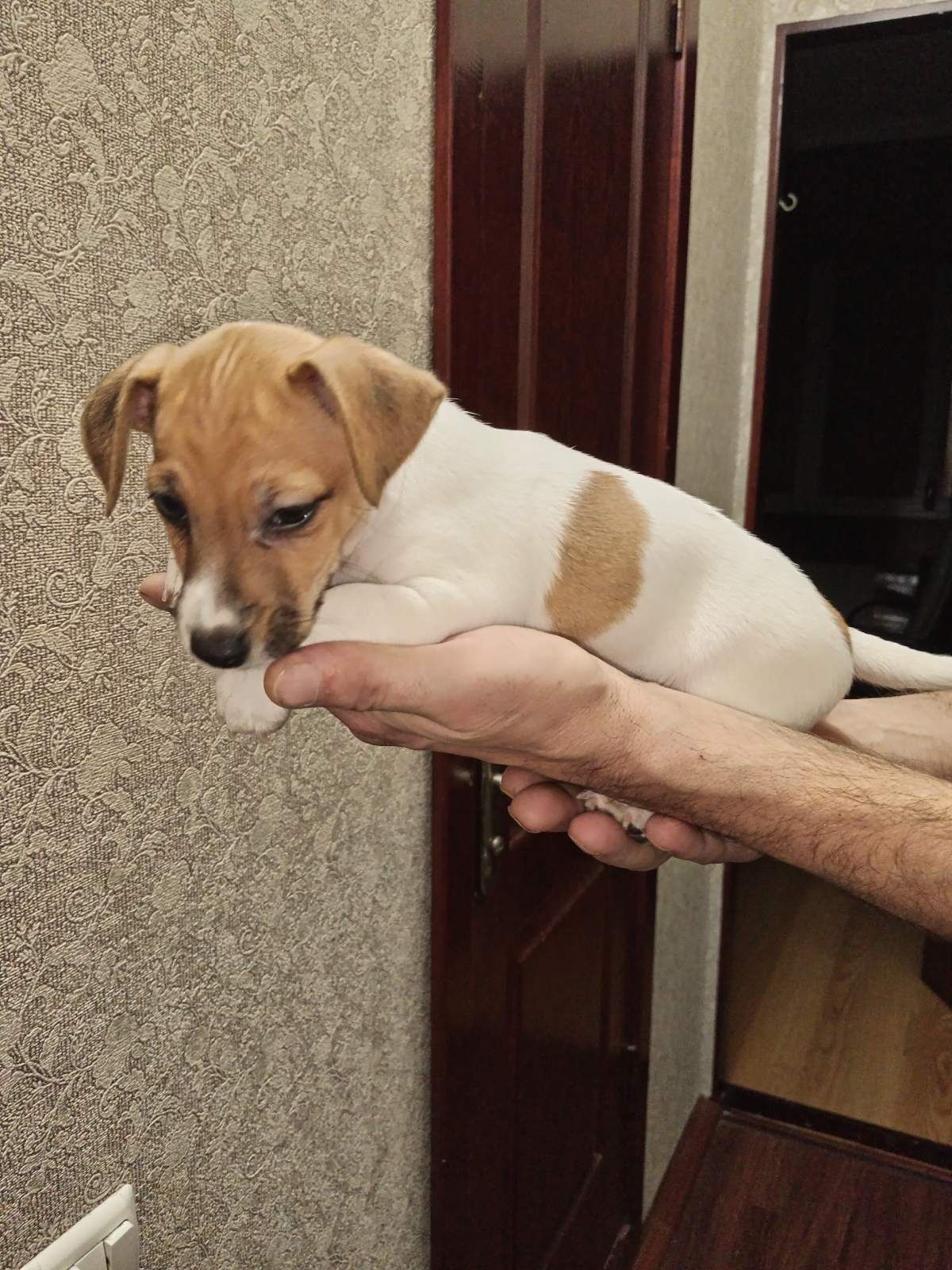 Цуценята Джек рассел тер'єр