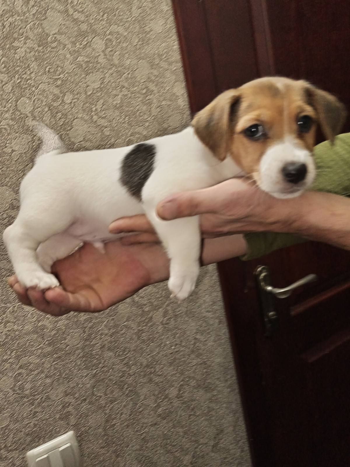 Цуценята Джек рассел тер'єр