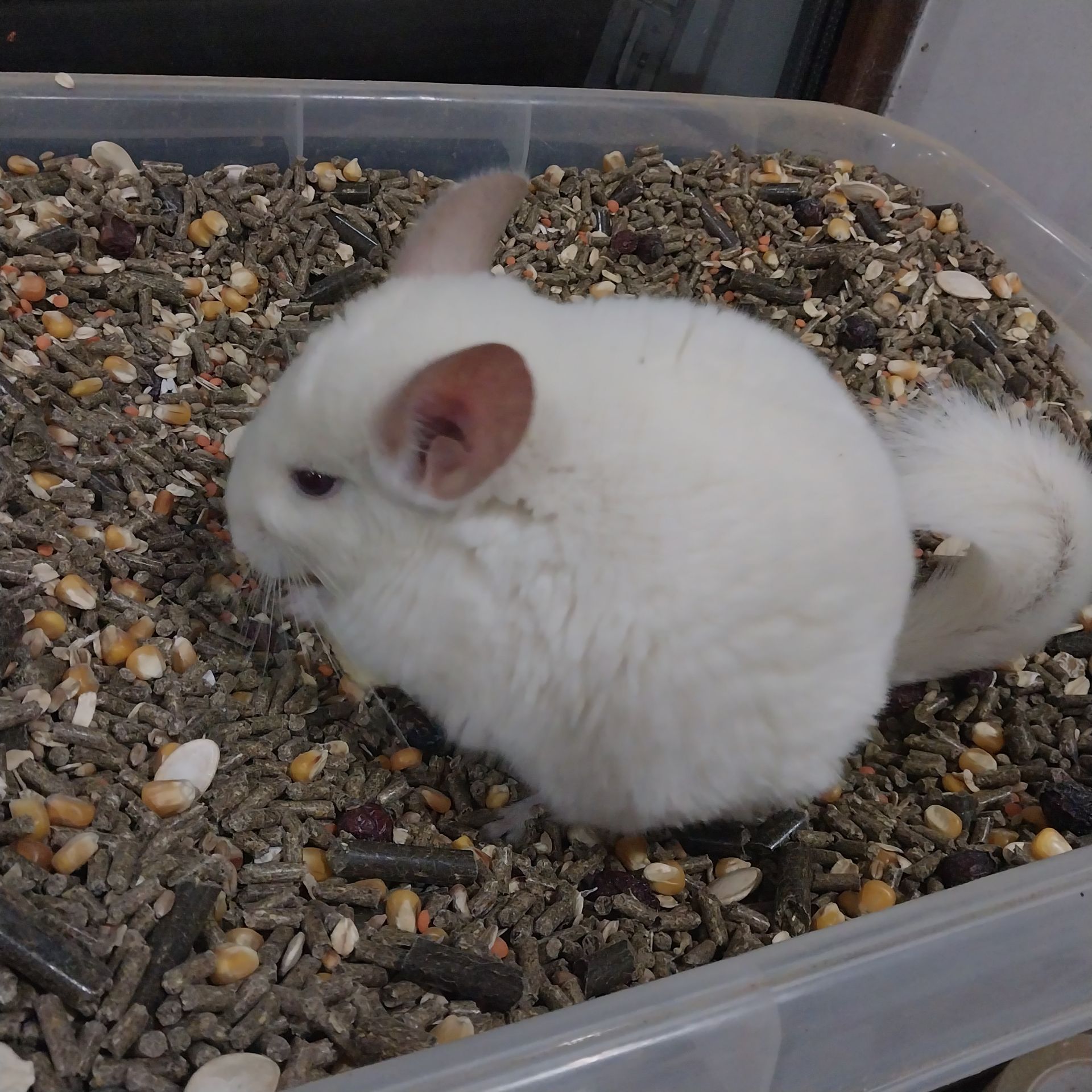 Дівчинка білорожева. Характер супер, хоч до вавки прикладай