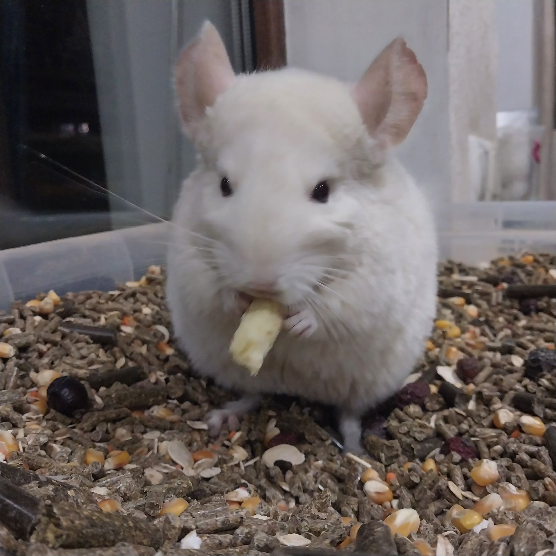 Дівчинка білорожева. Характер супер, хоч до вавки прикладай