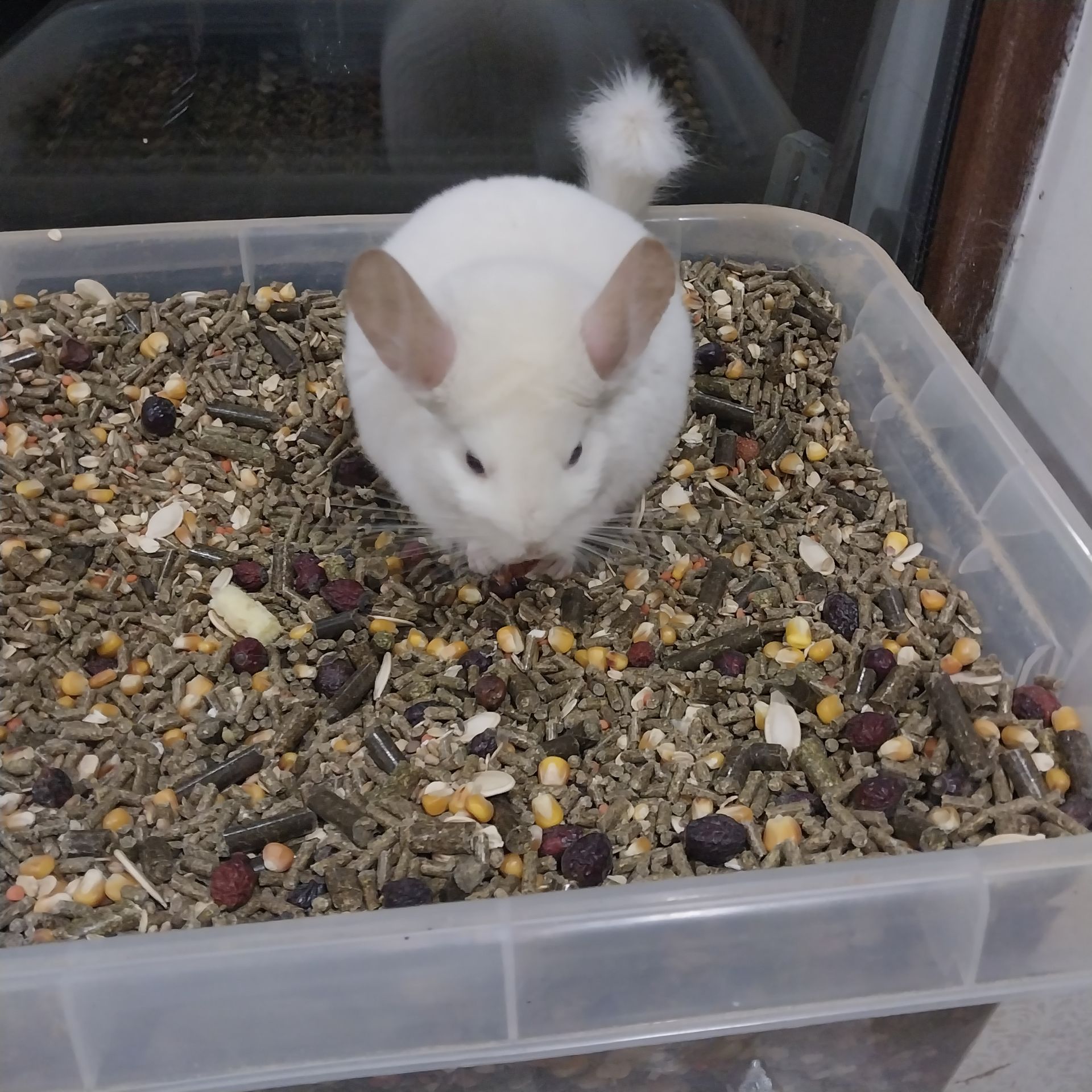 Дівчинка білорожева. Характер супер, хоч до вавки прикладай