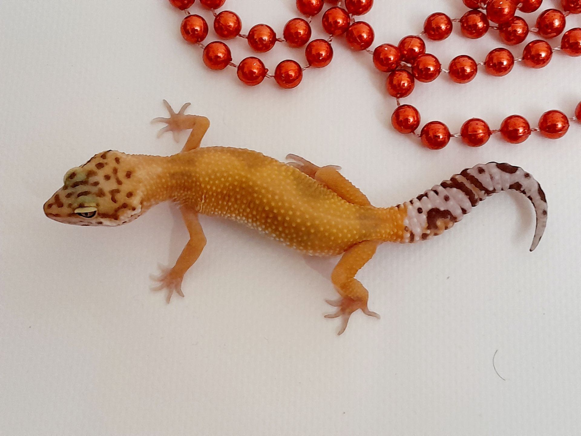 Эублефар, геккон