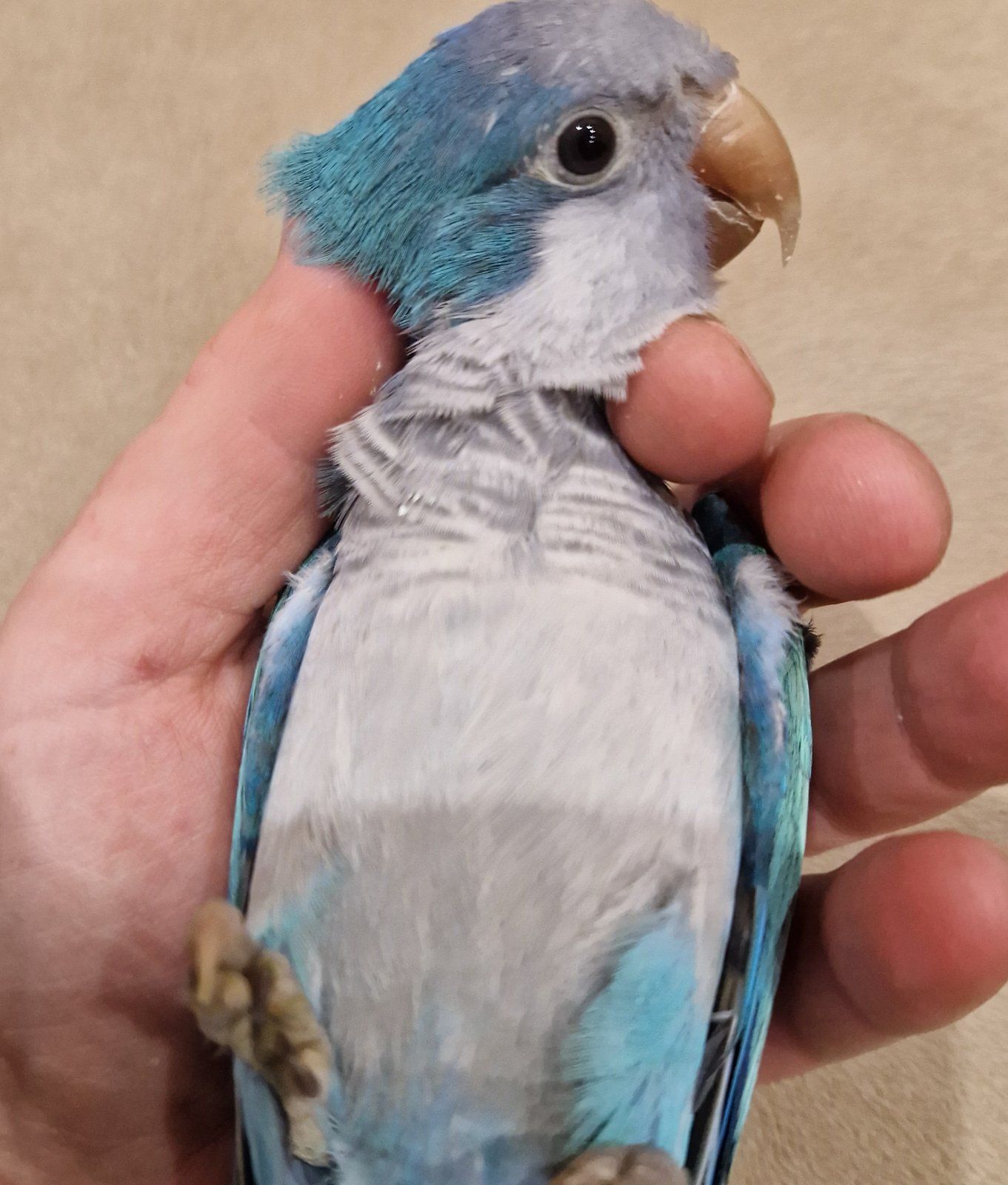 Малыши домашнего разведения