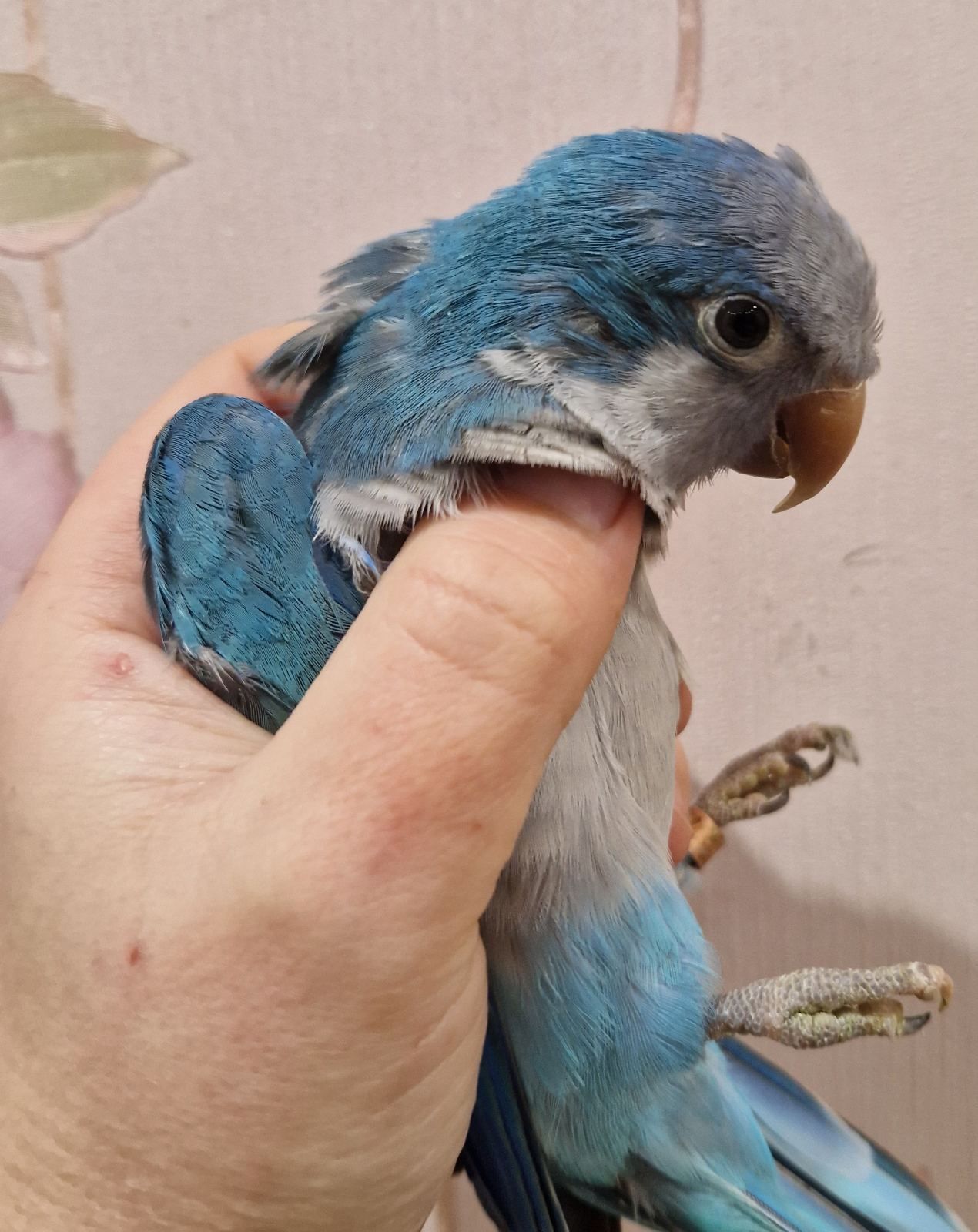 Малыши домашнего разведения