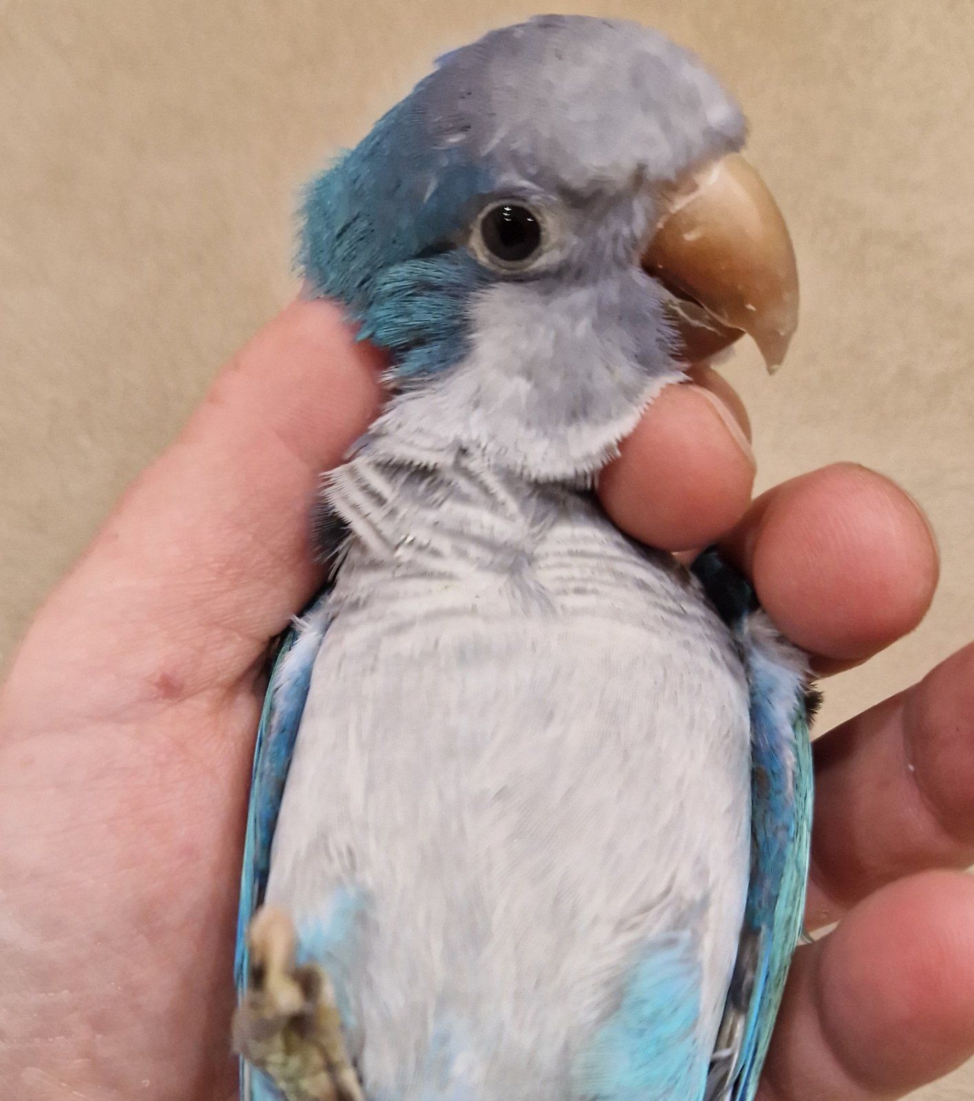 Малыши домашнего разведения