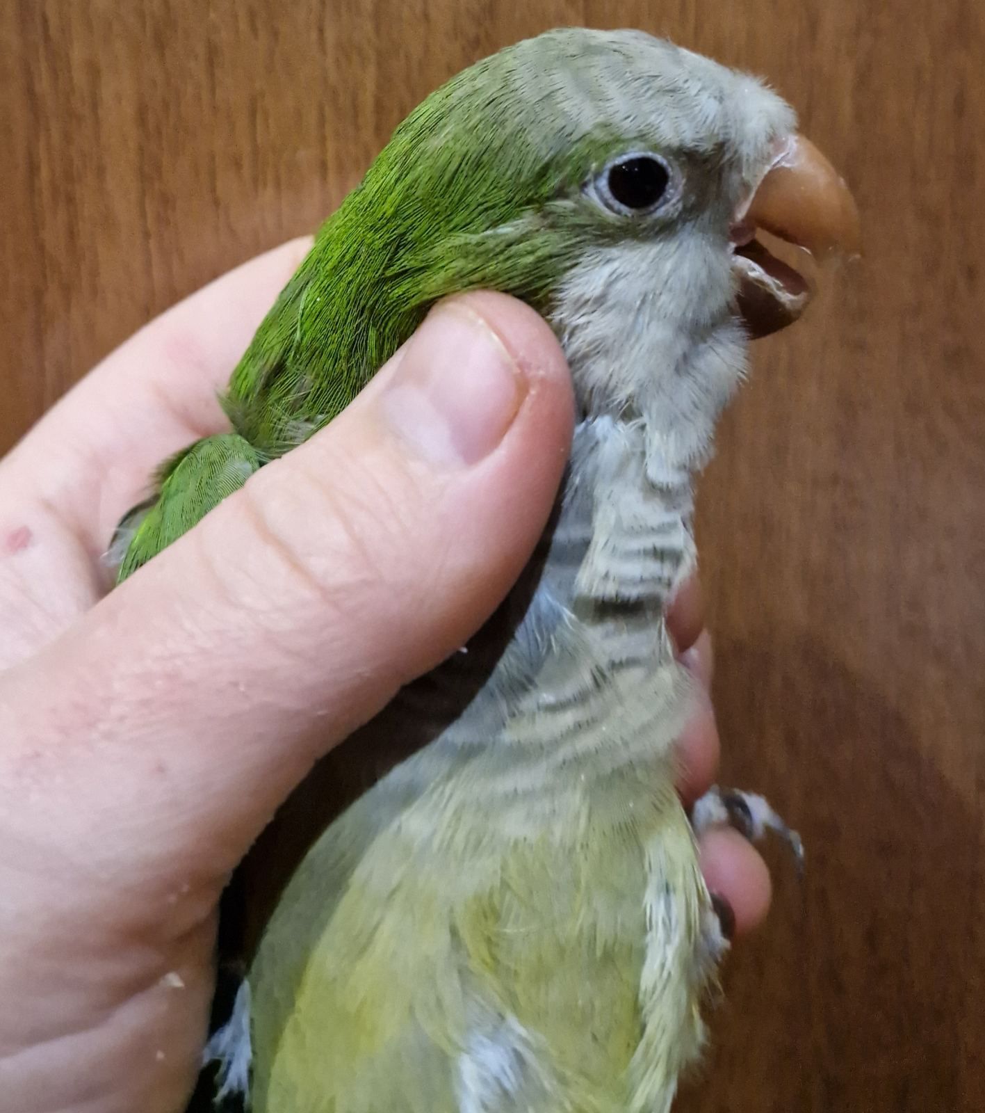 Малыши домашнего разведения