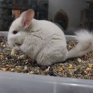 Дівчинка білорожева. Характер супер, хоч до вавки прикладай