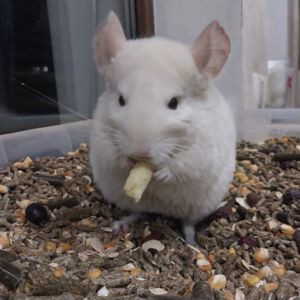 Дівчинка білорожева. Характер супер, хоч до вавки прикладай